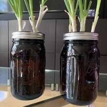 mason jar scallion grow pods aerogarden garden hydroponic hydroponics indoor gardening planter outdoor 3d print model - Mito3D