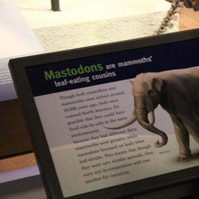 mastodon kafatası temel 123dcatch yakalanan alan müze Gelecek müzesi taramak taramalar_ replikaları 3d print model - Mito3D