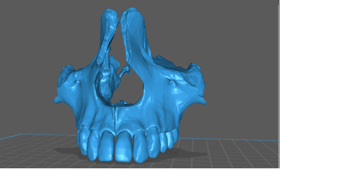 maxila anatomia dental 3D print model - Mito3D