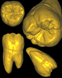 Oberkiefer Molar Wurzel Dental Zähne Anatomie Zahnheilkunde Zahn medizinisch CAD CAM cad exocad 3shape 3d print model - Mito3D