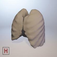 tıbbi tasarım akciğerler çeşitli insan anatomi 3d print model - Mito3D
