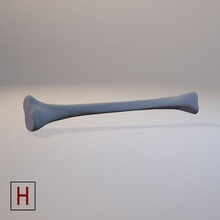 tıbbi tasarım tibia çeşitli insan anatomi 3d print model - Mito3D