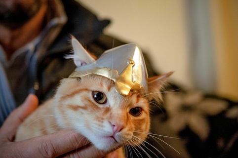 medieval cat - helmet michi kitty cosplay war military helm fantasy head home armor 3d print model - Mito3D