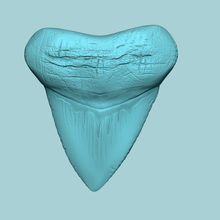megalodon tooth - jurassic fossile real size art shark archeology archaeology bone teeth craft handcraft skull otodus 3d print model - Mito3D
