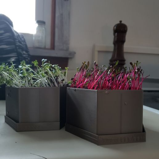 microgètre planteur plante micro choux pousse vert plantes hexagone 3D print model - Mito3D