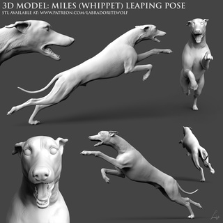 mil kırbaç sıçrayan poz hayvan d köpek ingilizce tazı cezbetmek akan avcı koşma Arkadaş minyatür yaratık mini masaüstü Zindanlar ejderhalar labradoritadam dnd 3d print model - Mito3D