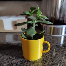 mini cactus pot cup plant mug vase planter ikea decoration decor kitchen succulent 3d print model - Mito3D