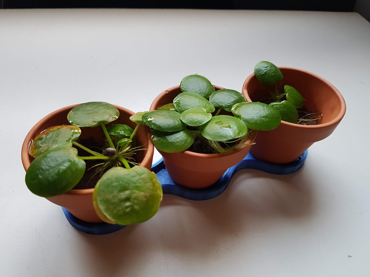 mini pots plant pot office balcony cactus plantation aromatic thyme basil chives kitchen 3D print model - Mito3D