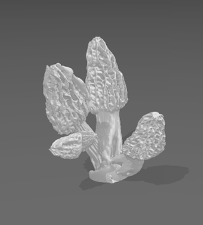 miniatura fungo cluster palude mini basante base nurgle marcire micelio 3d print model - Mito3D