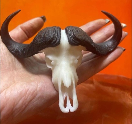 mini feras africano búfalo casa crânio 3d print model - Mito3D