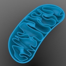 mitocondrias mitocondria célula orgánulo 3d print model - Mito3D