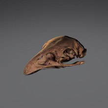 moa skull auckland museum collection art skeleton scan david-sls 3d print model - Mito3D