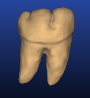 model 46th tooth roots phantom teeth dental art students skills honing 3d print model - Mito3D