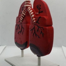 modèle poumons 3d print model - Mito3D