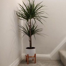 modern plant pot stand - stylish contemporary home art design simple easy print decor 3d print model - Mito3D