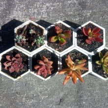 molde hexagonal ollas suculentas jardín hogar casa 3d print model - Mito3D