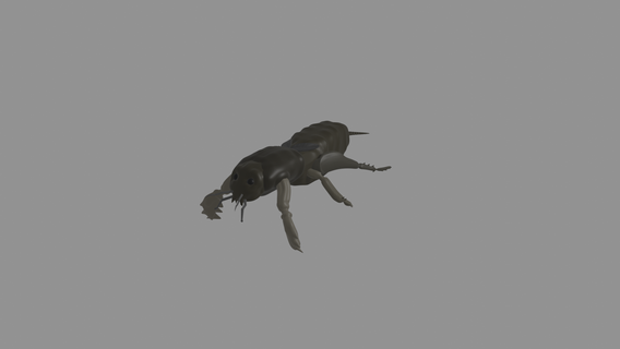 mole cricket beetle 3d print model - Mito3D