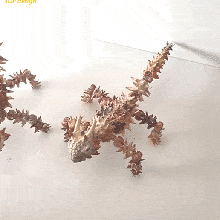 Moloch horridus dornig Teufel Eidechse 3d print model - Mito3D
