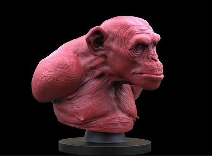 monkey bust Art ape chimp animal gorilla miniatures figurines beast nature creature anatomy statue art sculptures 3d print model - Mito3D