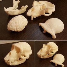 monkey skull brain various 3d print model - Mito3D