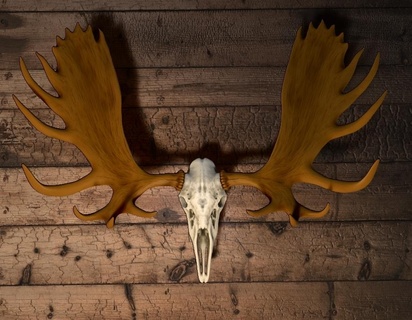 moose skull antlers 3d print model - Mito3D