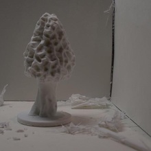 morel funghi 1 vari morchella scienza replica natura il fungo 3d print model - Mito3D