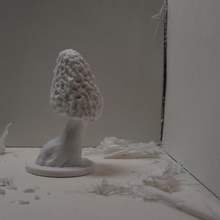 morel Pilz 2 verschiedene diorama morchella Wissenschaft Replikat Natur 3d print model - Mito3D