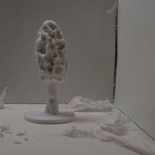 morille 3 divers diorama morchella la science réplique nature les champignons morel 3d print model - Mito3D