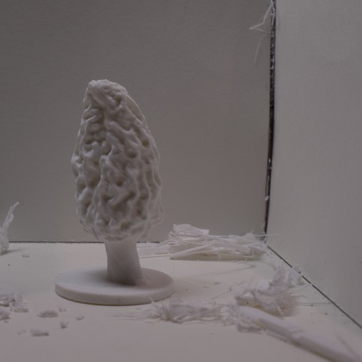 morel mushroom 5 various diorama morchella science replica nature 3D print model - Mito3D