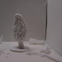 morel mushroom 5 various diorama morchella science replica nature 3d print model - Mito3D