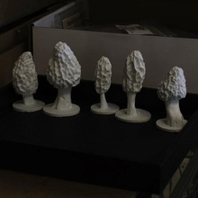 morilles à 5 divers diorama morchella la science réplique nature les champignons morel 3d print model - Mito3D