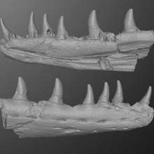 mosasaur jaw various teeth squamata photogrammetry scan paleontology skull bone fossil cretaceous reptile 3d print model - Mito3D