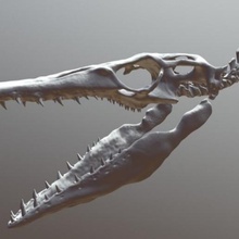 mosasaure crâne impression 3d divers la numérisation dinosaure de modèle d'impression fossile paléontologie tylosaur tylosaurus le 3d print model - Mito3D