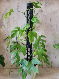 yosun kutup takım bitki destek hindistan cevizi Hindistan duvar Çardak eko tasarım Monstera maske maymun 3d print model - Mito3D