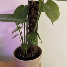 mousse pôle plante 3d print model - Mito3D
