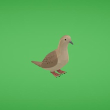 mourning dove various 3d print model - Mito3D