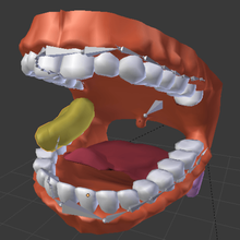 mouth various digestive 3d print model - Mito3D