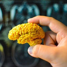 mri scanned human brain model art anatomy science toy 3d print model - Mito3D