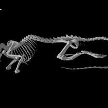 mus musculus ev faresi kafatası çeşitli 3d print model - Mito3D