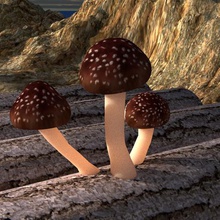 mushroom trio gadget mushrooms deco bubble helveur v-design drag fields paris magicmushrooms 3d print model - Mito3D