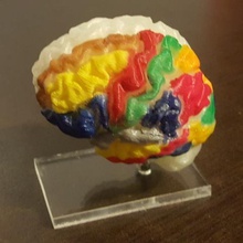 mon propre cerveau version simple divers 3d print model - Mito3D
