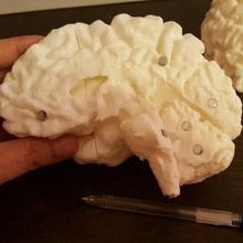 my whole brain 7 parts various 3d print model - Mito3D