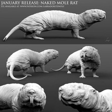 naked mole rat game dnd labradoritewolf dungeons dragons tabletop mini creature miniature familiar companion wild shape wildshape molerat animal d&d 3d print model - Mito3D