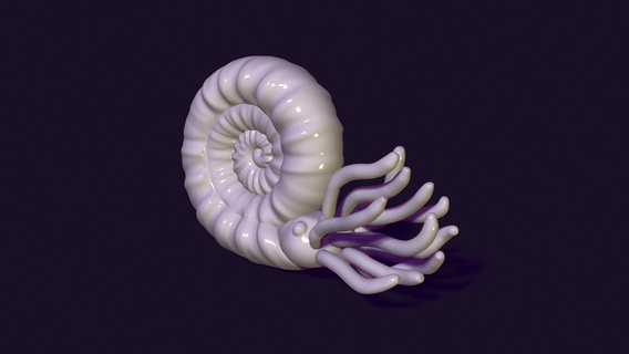 nautilus snail chambered pearly pompilius cephalopod shell marine sea squid octopus seashell tentacle ocean dive molluscs 3d print model - Mito3D