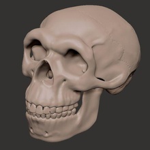 Neandertal kafatası yakın diş fosil baş 3d print model - Mito3D
