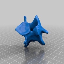 boyun omur oyun kemik sığır inek memeli kafatası hayvanlar 3d print model - Mito3D