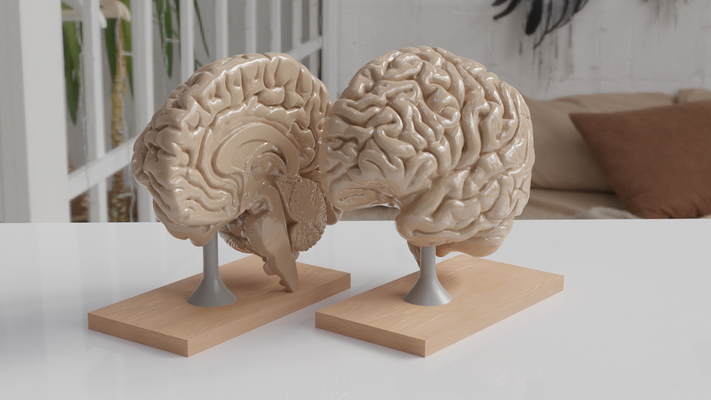 neuro 3d detailed nervous system models separadas por v rgulas brain model neuroanatomy print printed brainstem cerebral hemisphere cross-section coronal transverse cut 3d print model - Mito3D