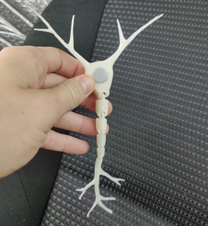 Neuron artikuliert Axon Zelle Nerv Anatomie Gehirn Diagramm 3d print model - Mito3D