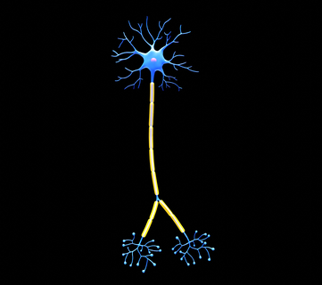 neurone cellule structure anatomie Terminal nerf axone nœud cerveau noyau soma dendrite neurones médical cellules gaine signal schwann myéline ranvier astrocyte 3d print model - Mito3D