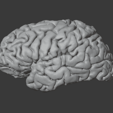 normal Gehirn Modell Kunst Anatomie Wissenschaft mri 3d print model - Mito3D